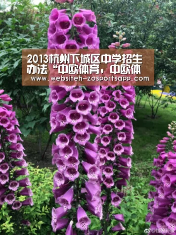 2013杭州下城区中学招生办法“中欧体育,中欧体育app,中欧体育官网,中欧体育官网入口”(图4) 中欧体育,中欧体育app,中欧体育官网,中欧体育官网入口
